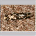 Nemapogon sp - Motte 01b 7 mm.jpg